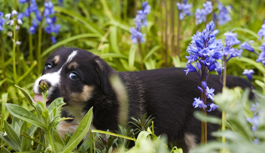 5 dicas para quem tem plantas e pets em casa